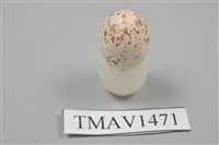 藏品(白頰山雀卵)的圖片